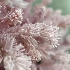 A Perfect Christmas Kunstkerstboom | A Perfect Christmas | Teddy Pink | 2.10 meter (910 tips) 31HTEDPF210 K151100188 - 2