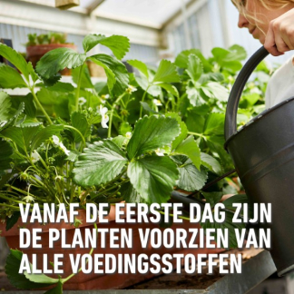 Compo Aardbeien en kleinfruit mest | Compo | 0.85 kg (19 m², Hersluitbaar) 2536212017 2560302017 K170115794 - 4