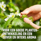 Compo Aardbeien en kleinfruit mest | Compo | 850 gram (19 m², Hersluitbaar) 2536212017 2560302017 K170115794 - 3