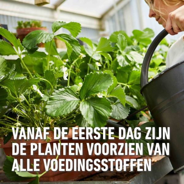 Compo Aardbeien en kleinfruit mest | Compo | 850 gram (19 m², Hersluitbaar) 2536212017 2560302017 K170115794 - 4