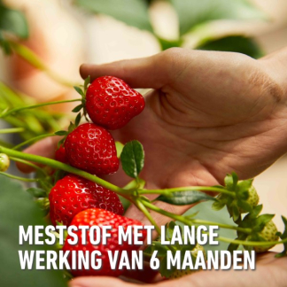 Compo Aardbeien en kleinfruit mest | Compo | 850 gram (19 m², Hersluitbaar) 2536212017 2560302017 K170115794 - 5