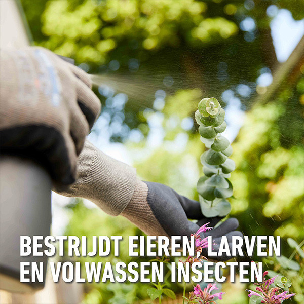 Compo Bladluis bestrijding | Compo | Bio Insect Stop | 250 ml (Concentraat) 2351302003 A170501697 - 6