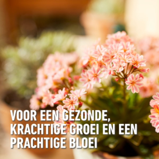 Compo Bloeiende planten en geraniums potgrond | Compo | Sana | 40 liter (Aqua mix, Meststof) 1184124017 K170116074 - 3
