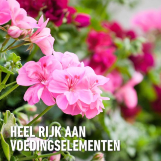 Compo Bloeiende planten en geraniums voeding | Compo | 1 liter (Vloeibaar) 1437022017 K170116067 - 3