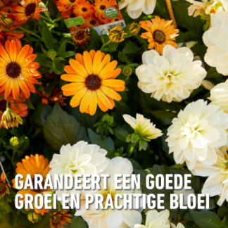 Compo Bloeiende planten en geraniums voeding | Compo | 1 liter (Vloeibaar) 1437022017 K170116067 - 5