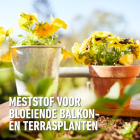 Compo Bloeiende planten en geraniums voeding | Compo | 500 ml (Vloeibaar) 1434922017 K170116068 - 3