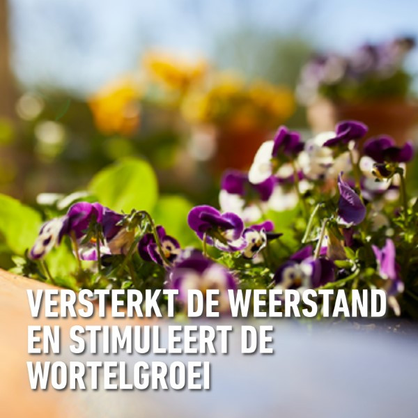 Compo Bloeiende planten en geraniums voeding | Compo | 500 ml (Vloeibaar) 1434922017 K170116068 - 5