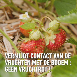Compo Bodembedekker | Compo | 50 liter (Miscanthus) 2421304017 K170116279 - 4