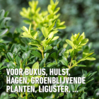 Compo Buxus en ilex mest | Compo | 2 kg (Hersluitbaar) 1572612017 2561302017 K170116277 - 3