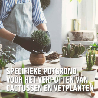 Compo Cactus en vetplanten potgrond | Compo | 5 liter (Meststof) 1122122017 K170115774 - 4