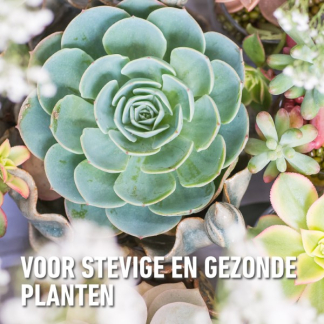 Compo Cactus en vetplanten potgrond | Compo | 5 liter (Meststof) 1122122017 K170115774 - 7