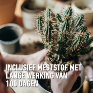 Compo Cactus en vetplanten potgrond | Compo | Cactea | 5 liter (Meststof) 1122122017 K170115774 - 5