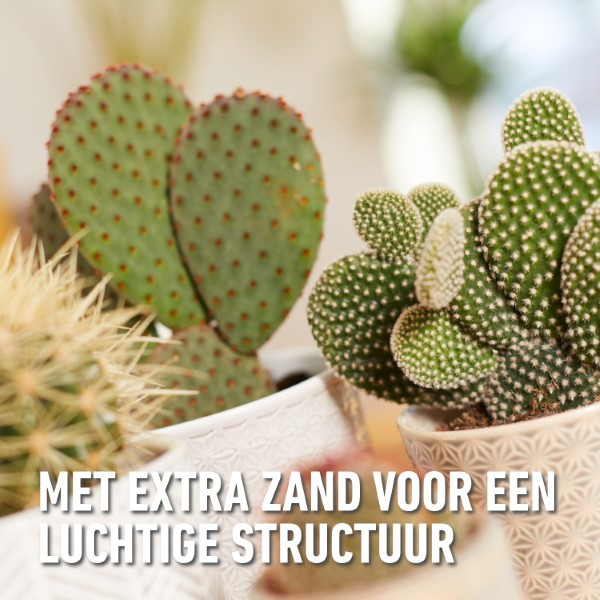 Compo Cactus en vetplanten potgrond | Compo | Cactea | 5 liter (Meststof) 1122122017 K170115774 - 6