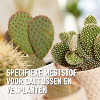 Compo Cactus en vetplanten voeding | Compo | 250 ml (Vloeibaar) 1406422017 K170115784 - 3