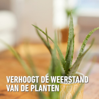 Compo Cactus en vetplanten voeding | Compo | 250 ml (Vloeibaar) 1406422017 K170115784 - 4