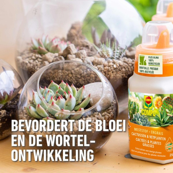 Compo Cactus en vetplanten voeding | Compo | 250 ml (Vloeibaar) 1406422017 K170115784 - 6