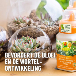 Compo Cactus en vetplanten voeding | Compo | 250 ml (Vloeibaar) 1406422017 K170115784 - 6