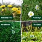 Compo Gazonmest | Compo | 7.5 kg (250 m², 2-in-1, Anti-onkruid) 2149202017 K170116041 - 4