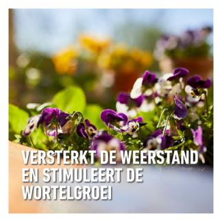 Compo Geraniums en bloeiende planten mest | Compo | 5 liter (50 m², Bio-label) 1432422017 K170115956 - 5