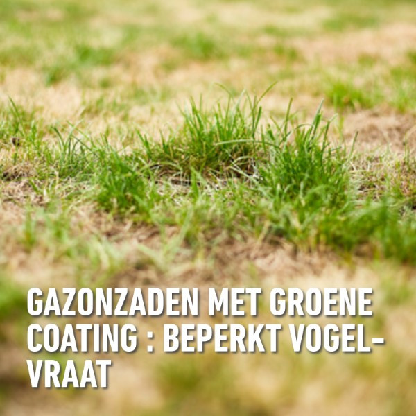 Compo Graszaad droogte | Compo | 80 m² (Strooidoos, 2 kg) 2387802017 K170116057 - 7