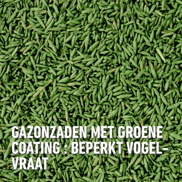 Compo Graszaad droogte | Compo | 80 m² (Strooidoos, 2 kg) 2387802017 K170116057 - 9