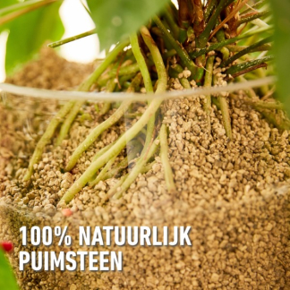 Compo Hydrokorrels | Compo | 3 liter (Granuplant®, Natuurlijk, Puimsteen, Binnen) 2881701017 K170116269 - 7