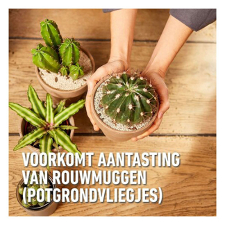 Compo Hydrokorrels cactussen | Compo | Granuplant® | 3 liter (Ook voor vetplanten, Organisch) 2522501017 K170115944 - 3