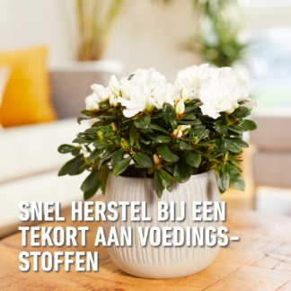 Compo Kamerplanten voeding | Compo | 1 liter (Vloeibaar) 1444122017 K170116069 - 4