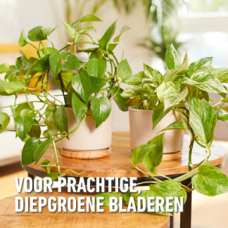 Compo Kamerplanten voeding | Compo | 1 liter (Vloeibaar) 1444122017 K170116069 - 6