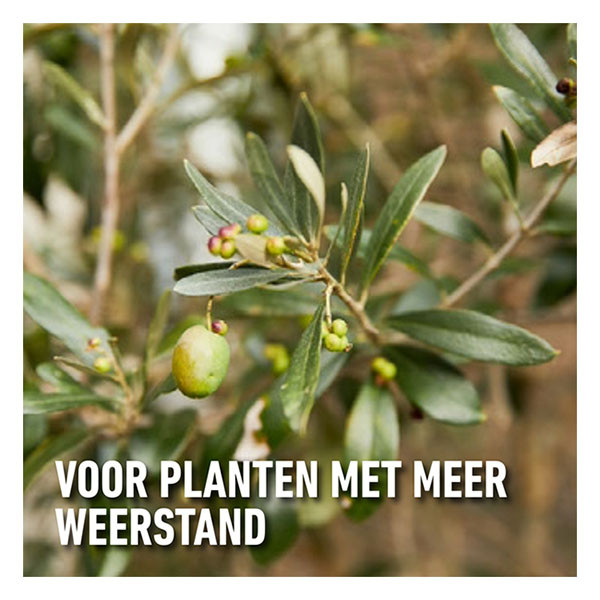 Compo Mediterrane planten mest | Compo | 2 kg (65 m²) 2615302017 K170115950 - 6