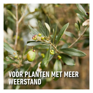 Compo Mediterrane planten mest | Compo | 2 kg (65 m²) 2615302017 K170115950 - 6