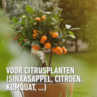 Compo Mediterrane potgrond | Compo | 20 liter (Bio-label) 2822608017 K170116278 - 3