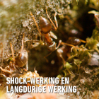 Compo Mierenkorrels | Compo | 400 gram 2325802017 K170501699 - 5