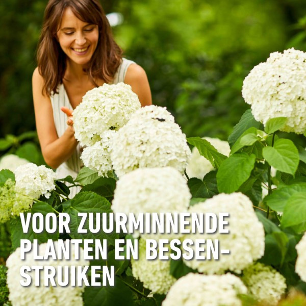 Compo Rodo, hortensia en azalea mest | Compo | 2 kg (Hersluitbaar) 1557112017 2561102017 K170115107 - 3