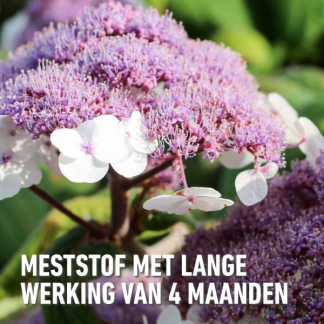 Compo Rodo, hortensia en azalea mest | Compo | 2 kg (Hersluitbaar) 1557112017 2561102017 K170115107 - 4