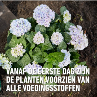 Compo Rodo, hortensia en azalea mest | Compo | 2 kg (Hersluitbaar) 1557112017 2561102017 K170115107 - 5