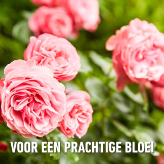 Compo Rozen mest | Compo | 750 gram (Organisch, Hersluitbaar) 2029102017 K170116088 - 7