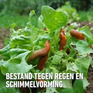 Compo Slakkenkorrels | Compo | 2 kg (Bio-label, Natuurlijk, 400 m²) 2364702017 K170115122 - 4