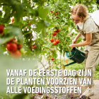 Compo Tomaten mest | Compo | 14 m² (Hersluitbaar, 850 gram) 2536312017/2536312017 K170115792 - 5