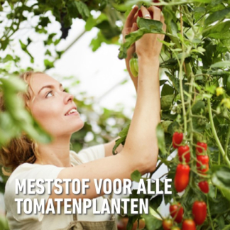 Compo Tomaten voeding | Compo | 1 liter (Natuurlijk, Vloeibaar) 2224702017 K170116092 - 3