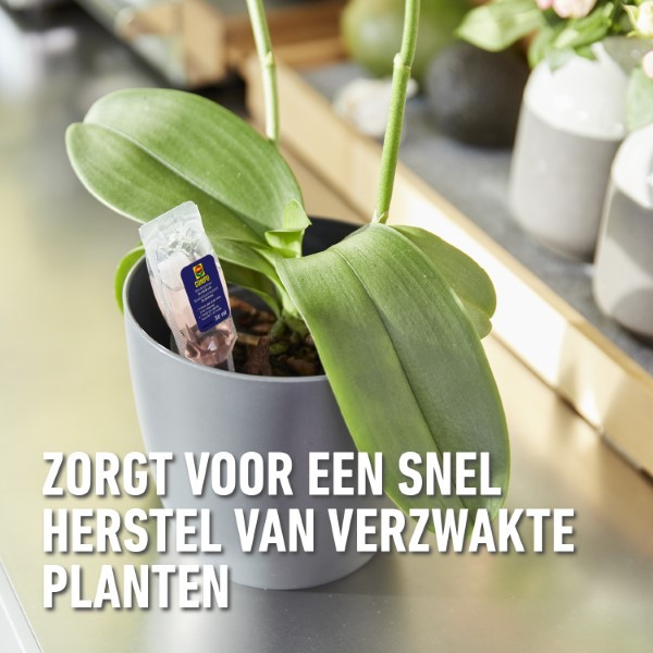 Compo Voedingskuur voor kamerplanten | Compo | 150 ml (5 x 30 ml) 2327022017 K170115786 - 6