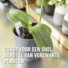 Compo Voedingskuur voor kamerplanten | Compo | 150 ml (5 x 30 ml) 2327022017 K170115786 - 6