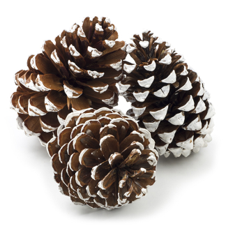 Decoris Dennenappels | Decoris | 3 stuks 707396 K151000605 - 1