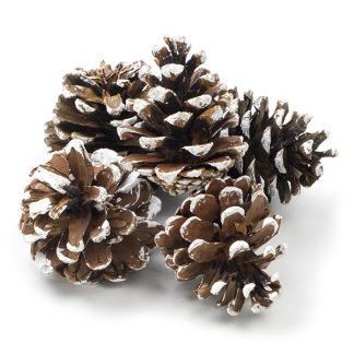 Decoris Dennenappels | Decoris | 5 stuks 707395 K151000606 - 1