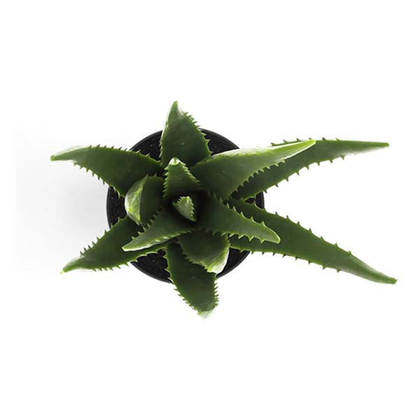 Decoris Kunstplant Aloe Vera | Decoris | 33 cm (In pot, Ø 15 cm) 800789 K170105470 - 2
