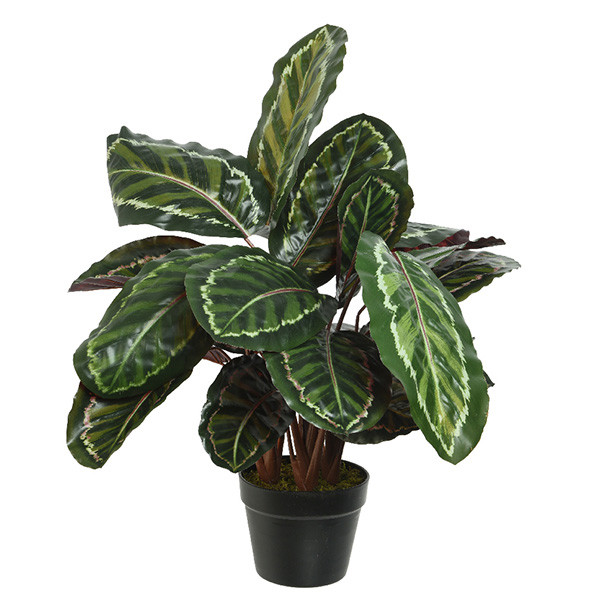 Decoris Kunstplant Calathea | Decoris | 69 cm (In pot, Ø 69 cm) 800999 K170105471 - 1