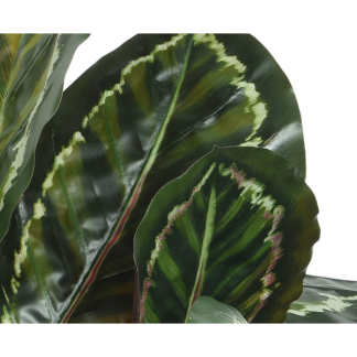 Decoris Kunstplant Calathea | Decoris | 69 cm (In pot, Ø 69 cm) 800999 K170105471 - 2