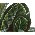 Decoris Kunstplant Calathea | Decoris | 69 cm (In pot, Ø 69 cm) 800999 K170105471 - 2