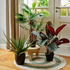 Decoris Kunstplant Calathea | Decoris | 69 cm (In pot, Ø 69 cm) 800999 K170105471 - 3
