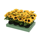Decoris Kunstplant Zonnebloem | Decoris | 28 cm (In pot) 800126 K170105735 - 3